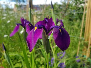 Wild Edge Garden Design by Emma Reuvers