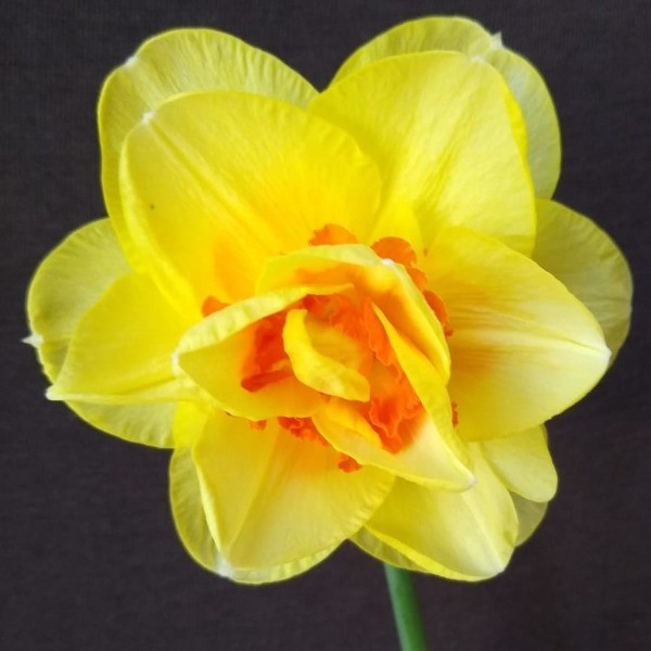 Cheltenham Horticultural Society Spring Show