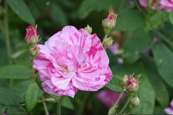 Prestbury Open Gardens 2023