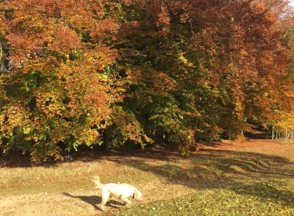 Autumn trees at Painswick Beacon