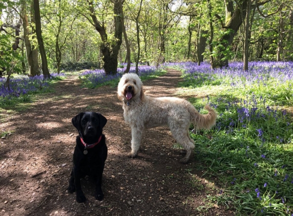 Bluebells Lassington wood Highnam