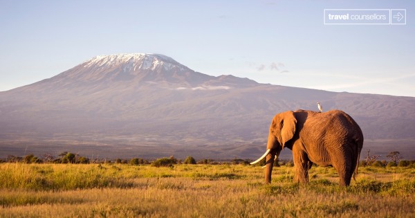 Elephant-africa-travel-counsellors