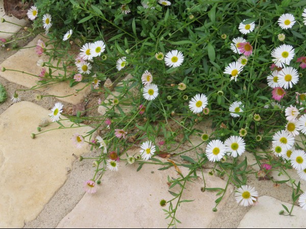 Wild Edge Garden Design by Emma Reuvers