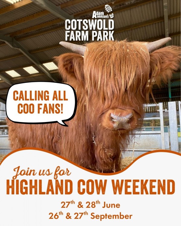 NEWHighlandCowWeekends