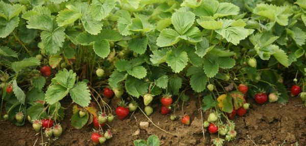 Strawberries Pick your Own
