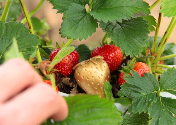 glos.info Over Farm Market Pick your own Strawberries Raspberries Win £100 in the Golden Sterawberry Competition