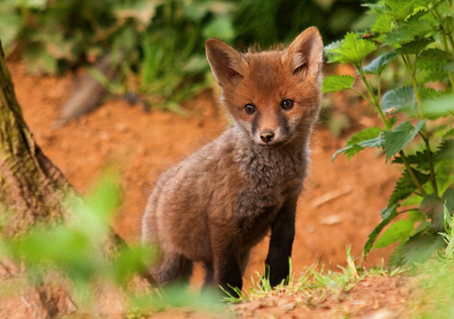 good_clear_cub_tiff_