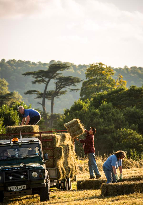 hay making