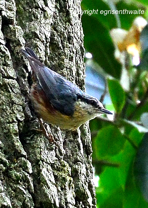nuthatch