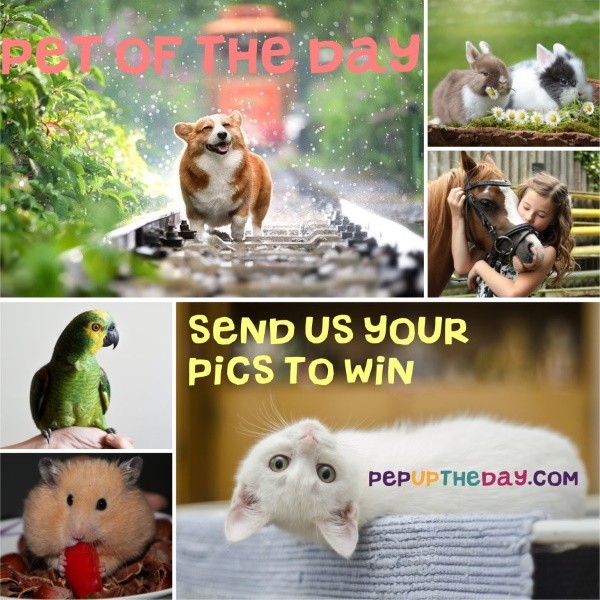 MONTHLY COMPETITION - Send us photos of your pet to be featured as Pet of the Day - one photo will be chosen to win a £10 Amazon Gift Card