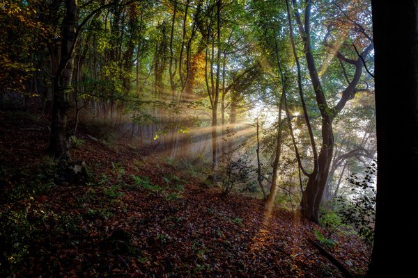 uley sun woods photo