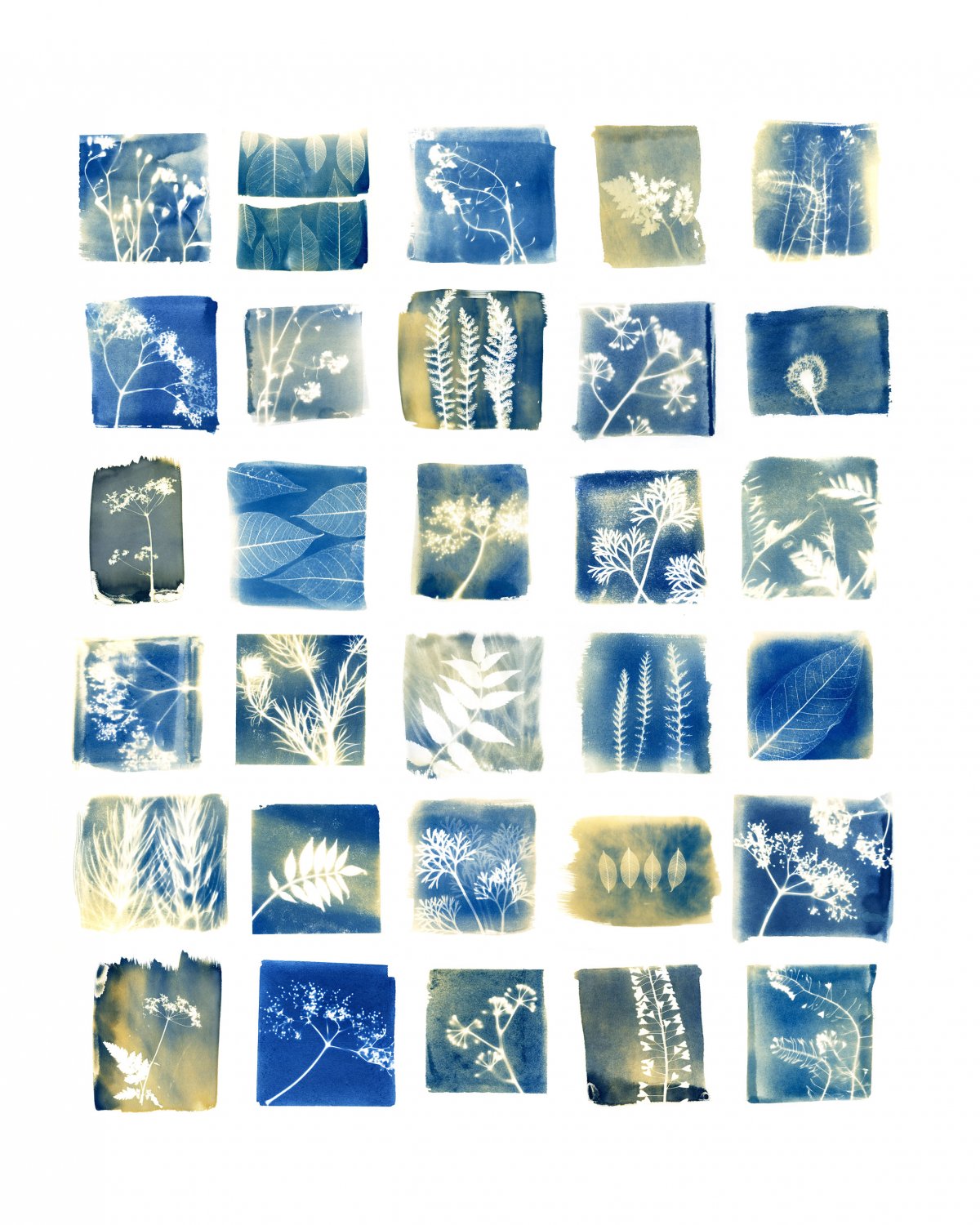 Introduction to Cyanotype