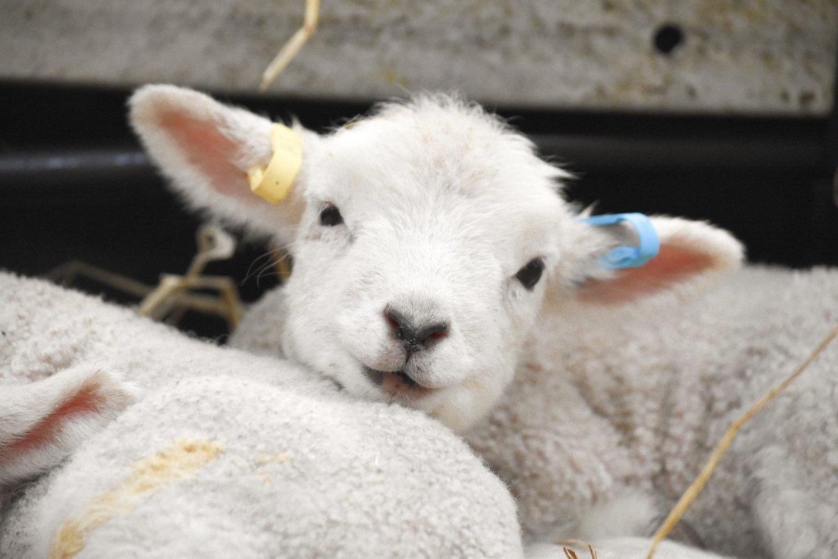 Lambing it up! Eggciting list of Easter activities at Cotswold Farm Park