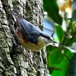 Little Nuthatch - photo