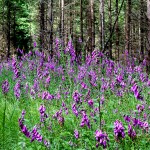 Forest Foxgloves - photo