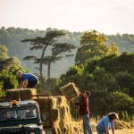 "Make hay while the sun shines" - photo