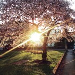 Spring Cherry Blossom near Berkeley Street, Cheltenham