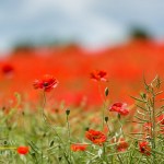 PHOTOS: Poppies near Charlton Abbots