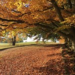 Autumn at Painswick Beacon