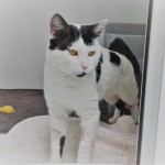Oreo - Gender : Male
Breed : Dsh
Age : 18mths