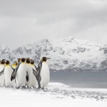 Voyage to the Antarctic – An Illustrated Talk by Helen Williams ARPS (online)