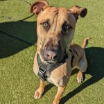 * Bruce – Foster to Adopt