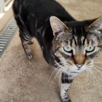 Harry - Gender : Male
Age : 12 yrs
Breed : Dsh