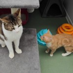 Mickey & Milo - Gender : Male
Age : 2 yrs
Breed : Dsh
Mickey – Tabby and White
Milo – Ginger and White