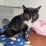 Benjy - Gender : Male
Age : 12 yrs
Breed : Dsh