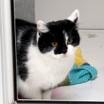 Nora - Gender : Female
Age : 2-3 yrs
Breed : Dsh