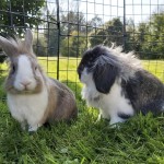 **Foster home needed- Peggy and Sven