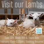 Lambing Live at Court Farm Shop 2024