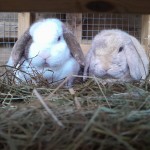 Bugsy and Crunchie
