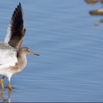 Autumn Wildlife Photography