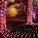 Christmas at Westonbirt