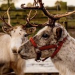 Gloucester City Football Christmas Fireworks, Funfair, Snow & Real Reindeer