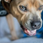 Understanding Possessive Behaviour in Dogs