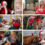 Cotswold Farm Park Christmas on the Farm