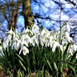 The best places to see snowdrops in the Cotswolds 2026