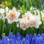 Cheltenham Horticultural Society Spring Show