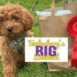 Dog Show at Tewkesbury's Big Weekend