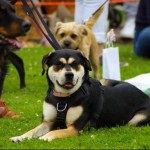 Dog Show at Charlton Kings Summer Fayre