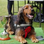 CAS Summer Open Day and Fun Dog Show