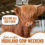 Highland Cow Weekend