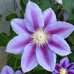 Cheltenham Horticultural Society Summer Show