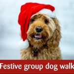 Festive Dog Walk