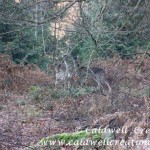 Fallow deer doe and 6 month old fawn in the Forest of Dean - Photo