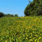 Robinswood Hill Country Park - Photo