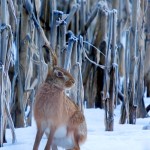 Wildlife of Gloucestershire - Photo collection by Adam Tatlow