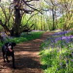 "If you go down to Highnam Woods today" - Photo collection